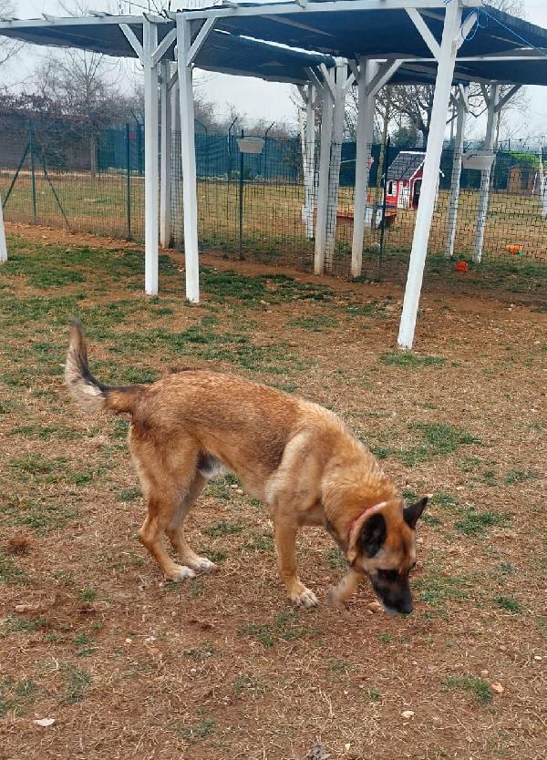 Poor Max, bellissimo Malinois (Mantova) Foto 2